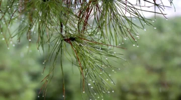 تقلبات جوية.. أمطار متفرقة وبرودة تسبق تحسن الطقس مطلع الأسبوع المقبل